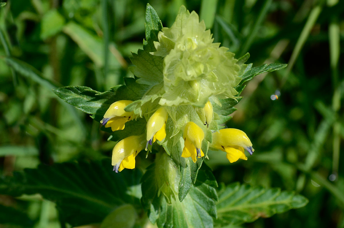 Rhinanthus alectorolophus / Cresta di gallo comune